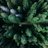 The Dune Sustainability Fund - SANDHILL